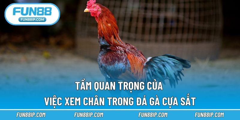 Tầm quan trọng của việc xem chân trong đá gà cựa sắt